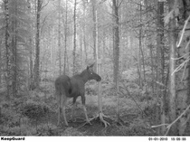 Riistakamerahirvi 2011